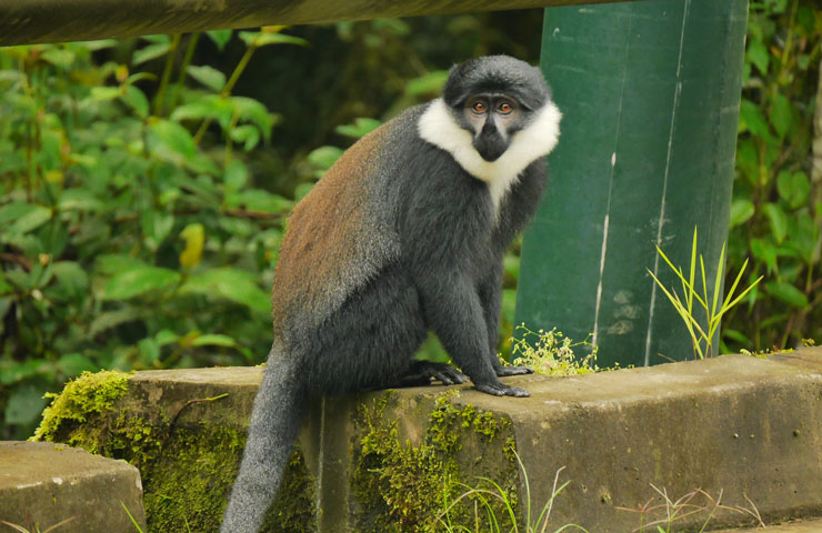 Colobus Monkeys Trekking