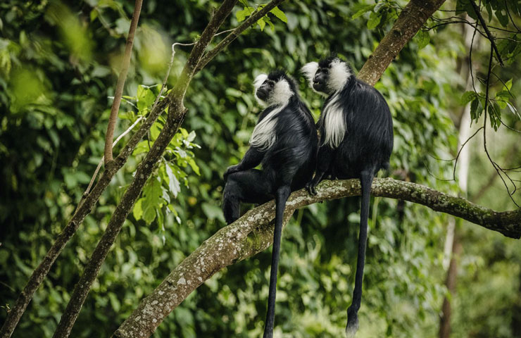 Primates in Nyungwe