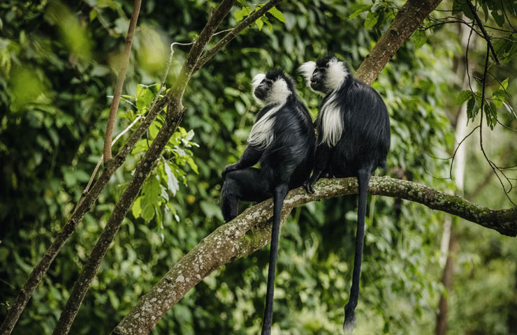 black and white colobus monkey