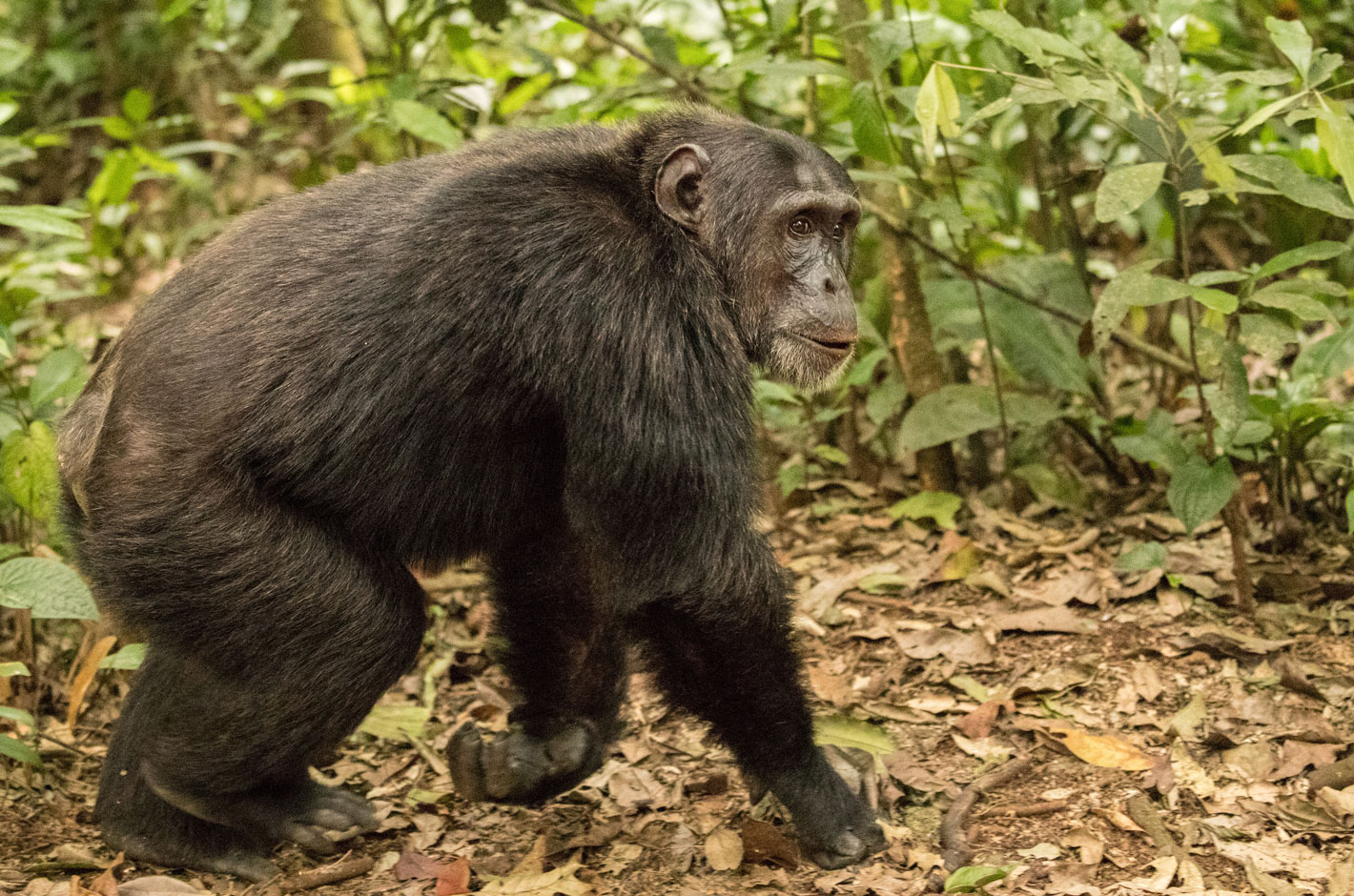 Chimpanzee trekking permit
