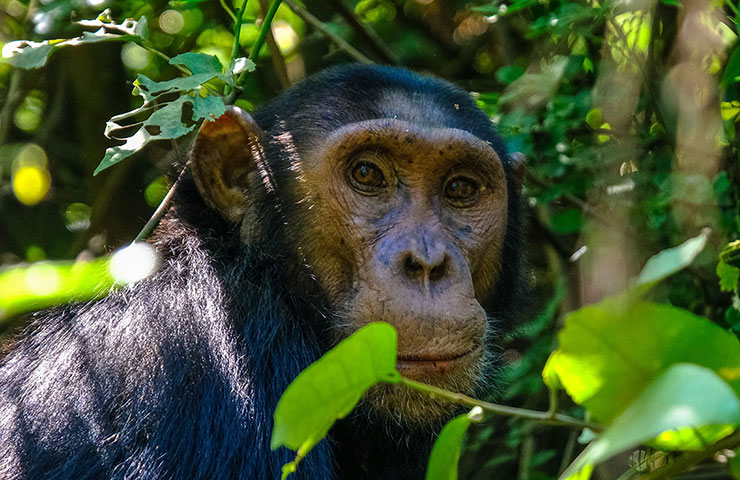 Nyungwe Forest Chimpanzee Facts