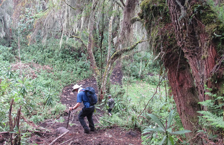 Nyungwe Forest Guided Walk