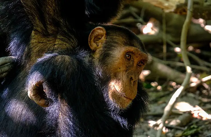 Nyungwe Chimpanzee Habituation Experience