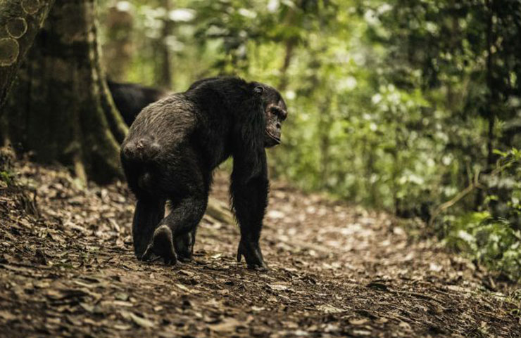 How to go chimpanzee trekking in Nyungwe