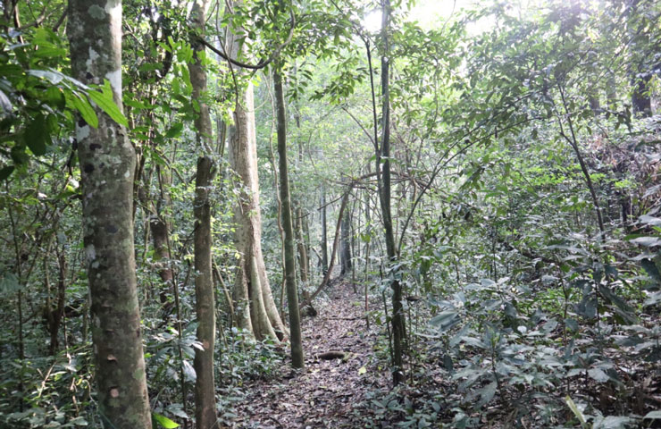 Rukuzi trail