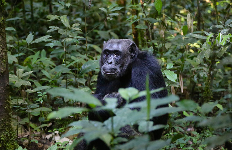 What to see in Nyungwe National Park