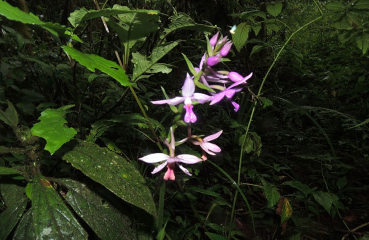 Plant species in Nyungwe