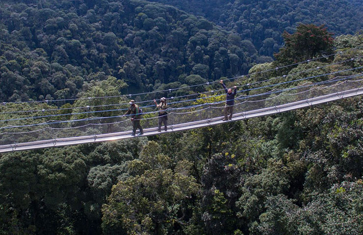 How long is the canopy walk