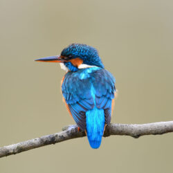 Bird checklist Nyungwe Forest National Park