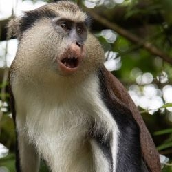 Dents Mona Monkey Trekking in Nyungwe
