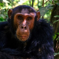 Is it possible to do multiple chimpanzees trekking in Nyungwe