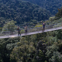 How long is the canopy walk in Nyungwe Forest