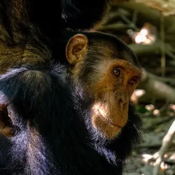 How much does Rwanda Chimpanzee trekking permits cost?