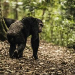 How to go chimpanzee trekking in Nyungwe