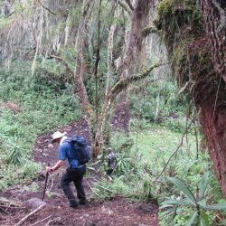 Nyungwe Forest Guided Walk