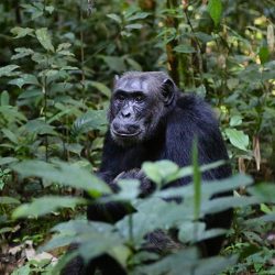 How many chimpanzees are in Rwanda