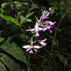 What are the plant species found in Nyungwe