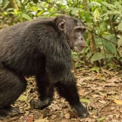 Chimpanzee Trekking Permit Cost